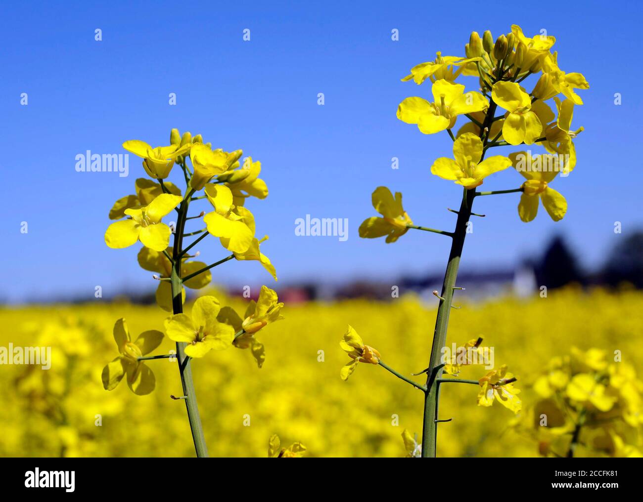 Rapeseed Brassica napus, one of the most important crop and energy crops, rape flower in close-up Stock Photo
