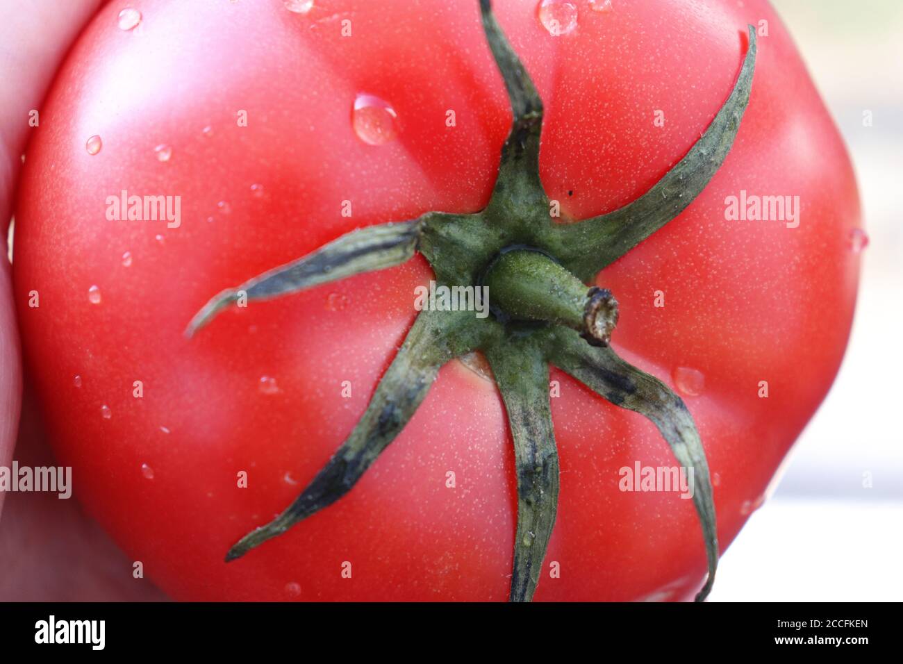 Macro shot of a red healthy ripe tomato sprayed with water lat. Solanum lycopersicum Stock Photo