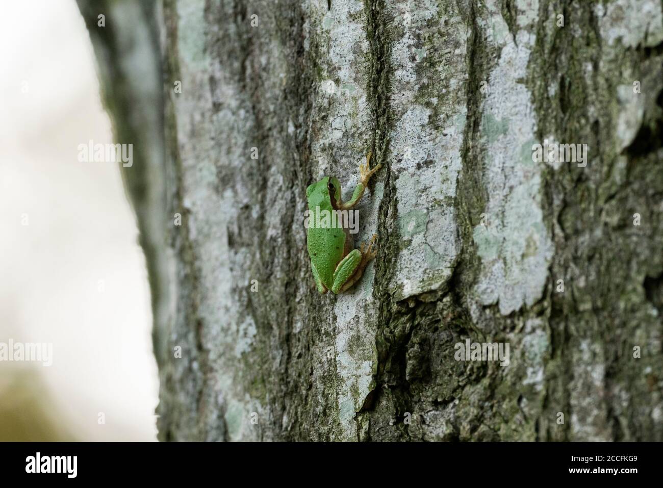 Japanese tree frog (Dryophytes japonicus), climbing on tree, Isehara