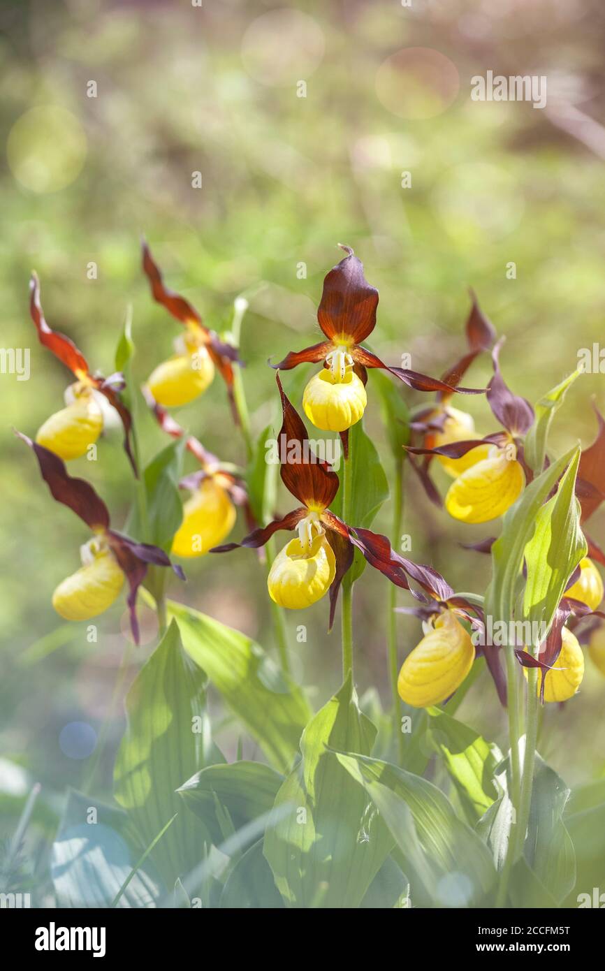 Lady's slipper orchid, Cypripedium calceolus in nature, Dolomites, Belluno, Veneto, Italy Stock Photo