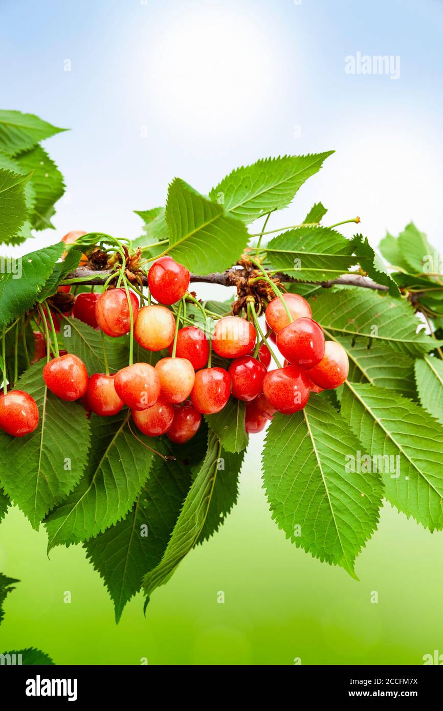 Cherries on cherry tree hi-res stock photography and images - Alamy
