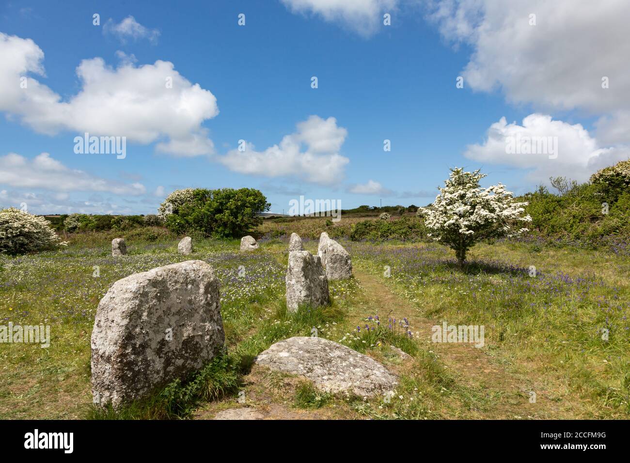 Wildflowers at prehistoric stone circle called the Boscawen-un on Penwith peninsula, Cornwall UK Stock Photo