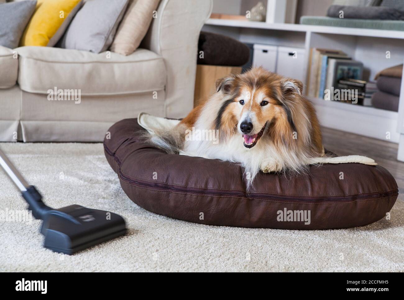 Dog, collie, apartment, vacuum cleaner, vacuuming, lying, space Stock