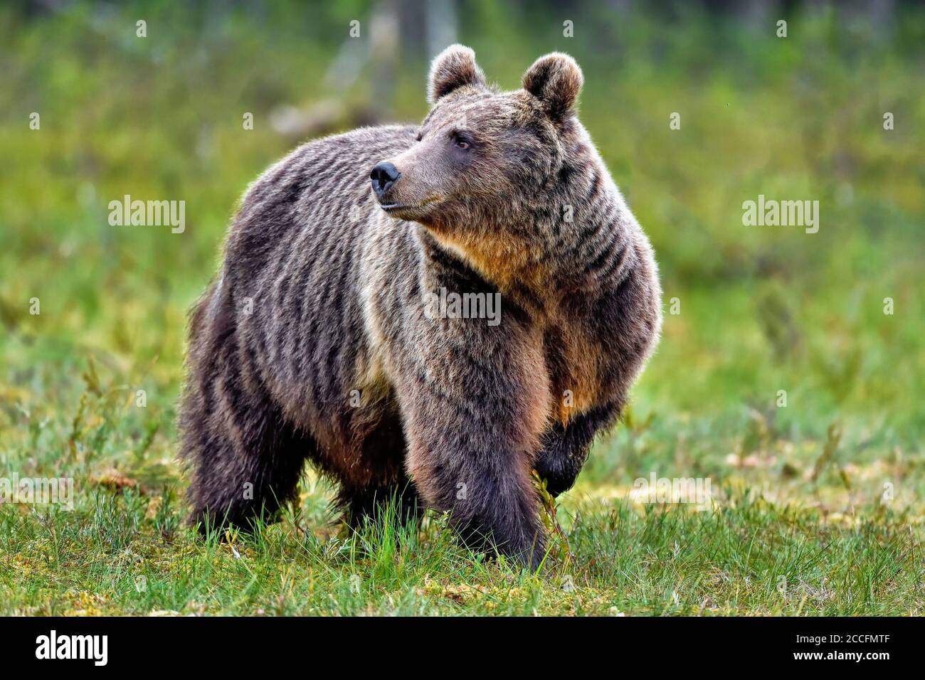 Brown bear at the swamp. Stock Photo