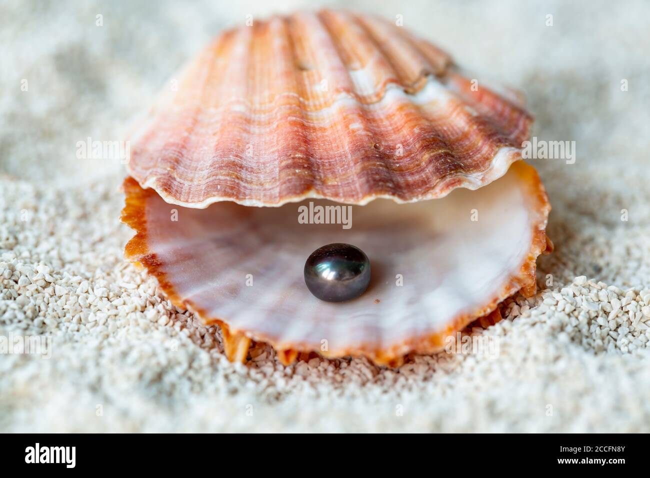 Black pearl oyster hi-res stock photography and images - Alamy