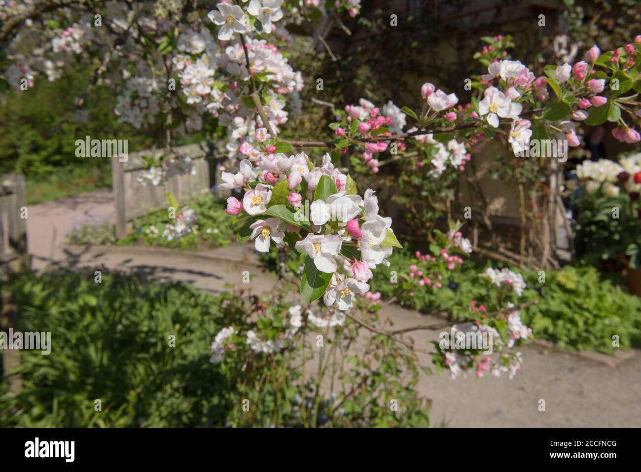 Spring Blossom on a Crab Apple 'Red Sentinel' Tree (Malus x robusta 'Red Sentinel') Growing in a Country Cottage Garden in Rural Devon, England, UK Stock Photo