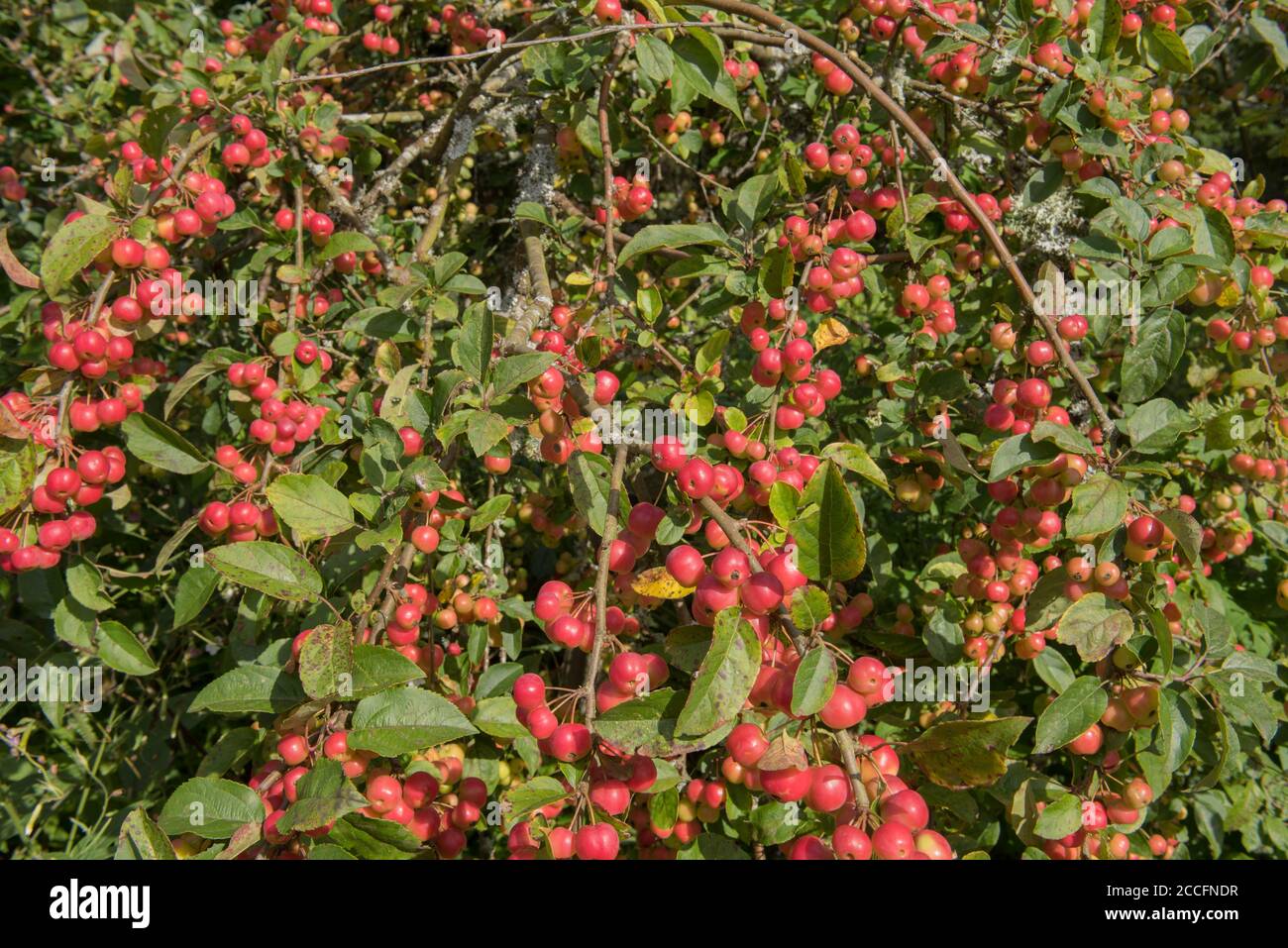 Autumnal Red Fruit on a Crab Apple Tree (Malus x robusta 'Red Sentinel') in a Country Cottage Garden in Rural Devon, England, UK Stock Photo