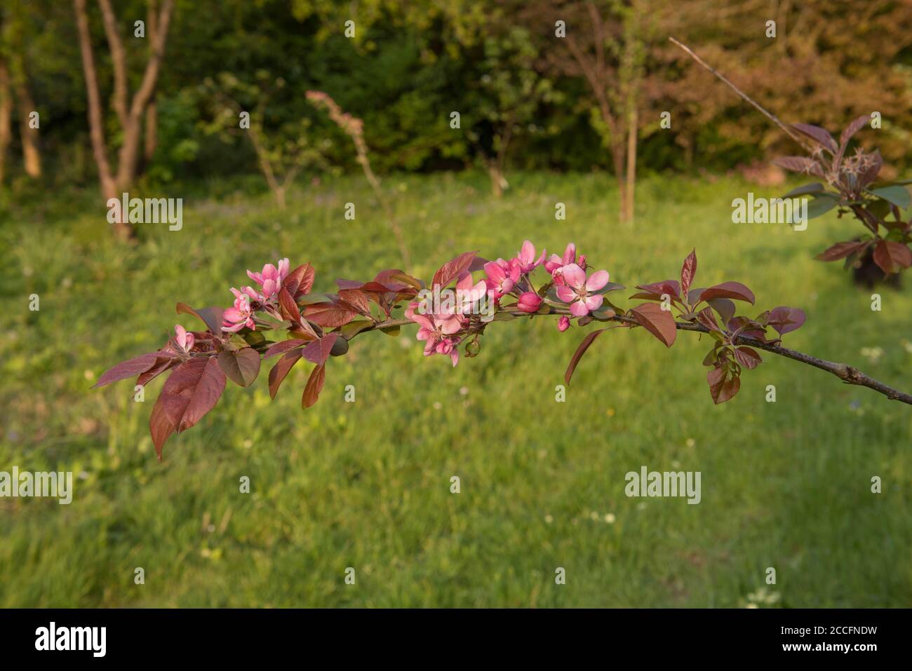 Spring Flowering Pink Blossom on a Crab Apple Tree (Malus x robusta 'Red Sentinel') in an Orchard in a Country Cottage Garden in Rural Devon, England Stock Photo