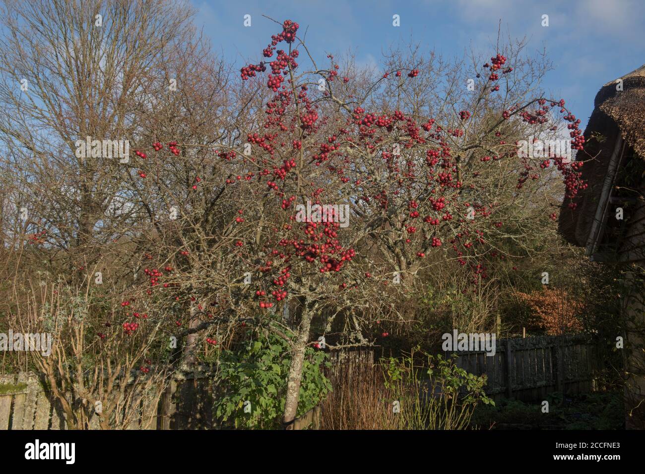 Bright Red Winter Fruit on a Crab Apple Tree (Malus x robusta 'Red Sentinel' ) in a Country Cottage Garden in Rural Devon, England, UK Stock Photo
