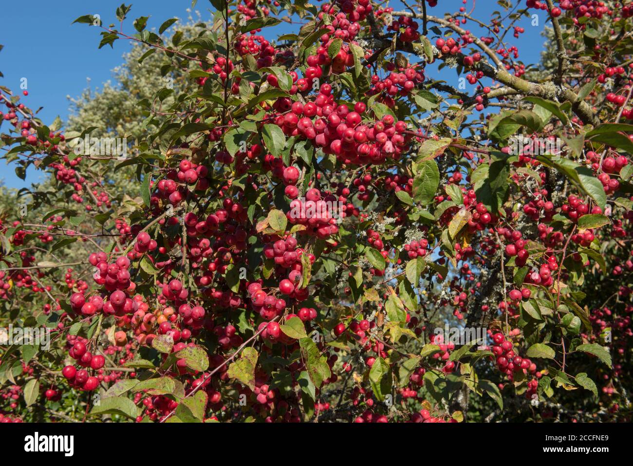 Autumnal Red Fruit on a Crab Apple Tree (Malus x robusta 'Red Sentinel') in a Country Cottage Garden in Rural Devon, England, UK Stock Photo