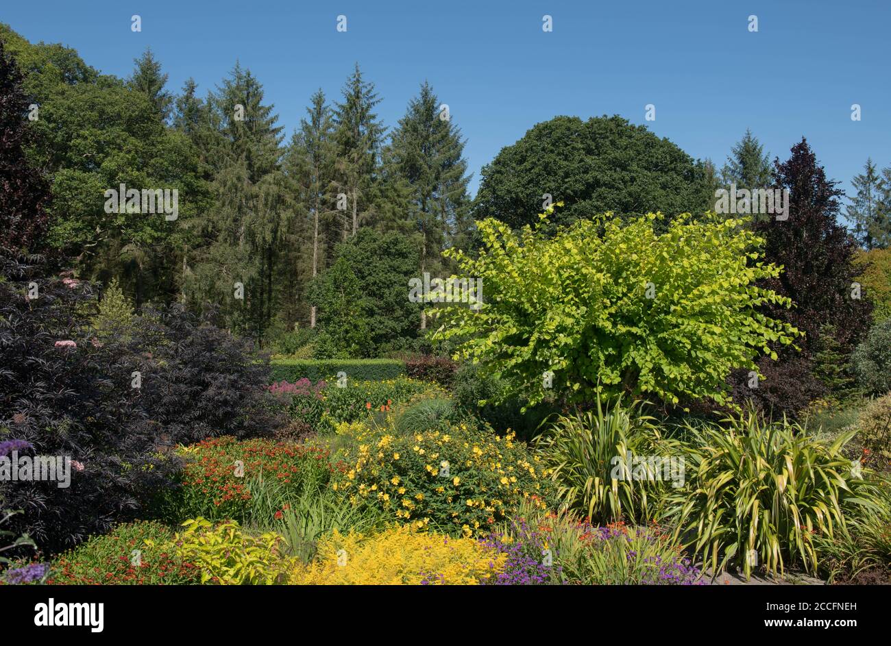 Traditional Summer Herbaceous Borders in the Hot Garden at Rosemoor with a Bright Blue Sky Background in Rural Devon, England, UK Stock Photo