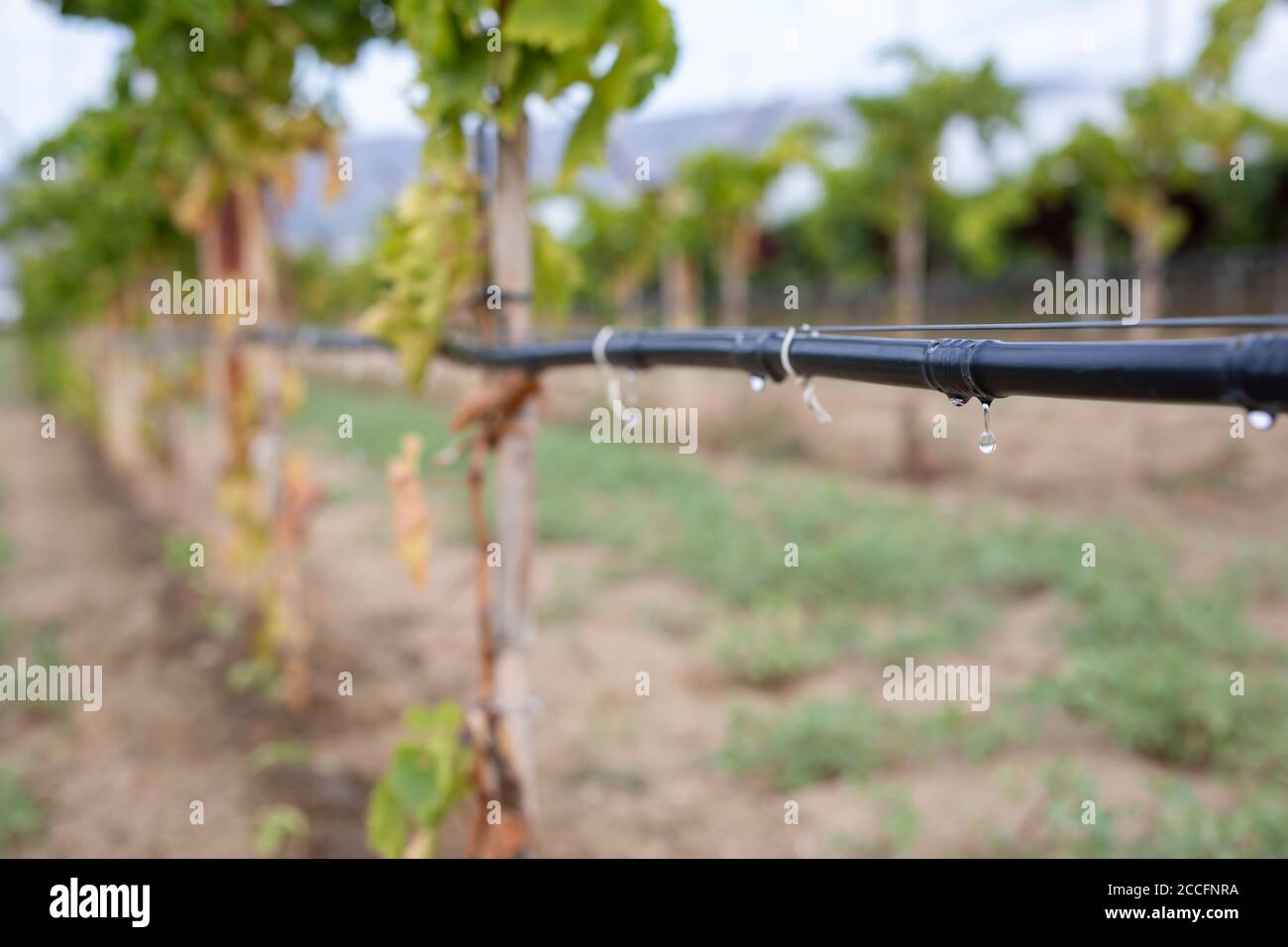 Drip Irrigation System Close Up Stock Photo