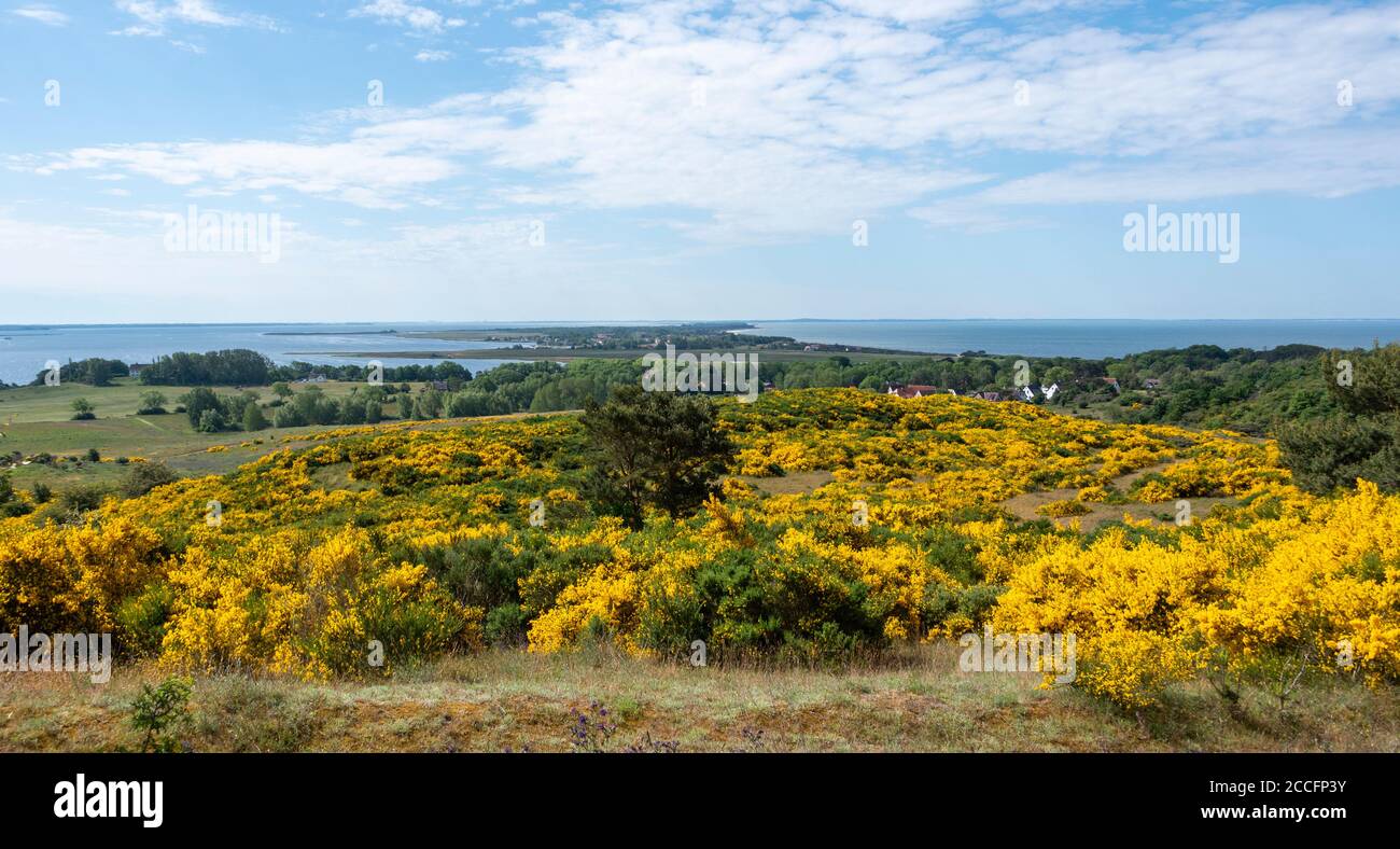 Every year there is an impressive natural spectacle on the island of Hiddensee. Half of the island is then bathed in a sunny yellow because the gorse Stock Photo