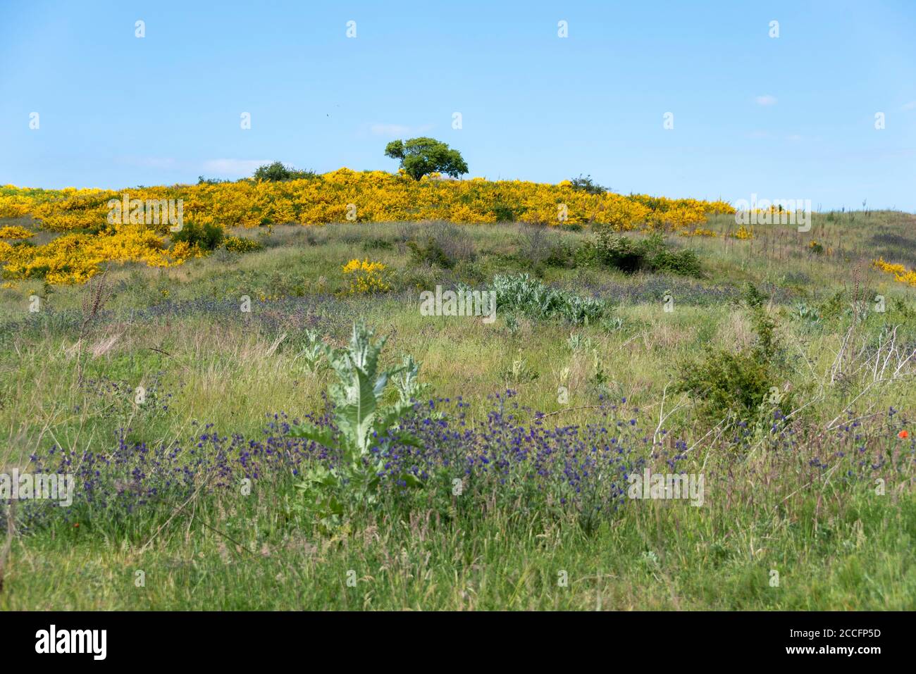 Yellow gorse bushes bloom on the island of Hiddensee. Stock Photo