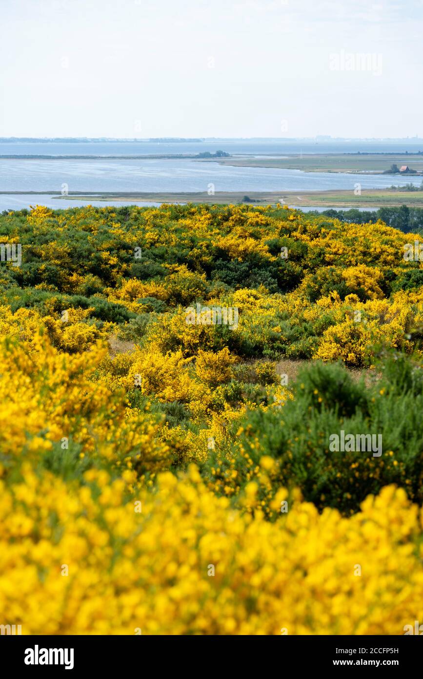 Every year there is an impressive natural spectacle on the island of Hiddensee. Half of the island is then bathed in a sunny yellow because the gorse Stock Photo