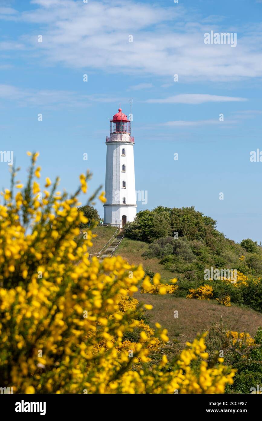 Germany, Mecklenburg-West Pomerania, Hiddensee, yellow gorse blooms in front of the island's northern lighthouse. Stock Photo