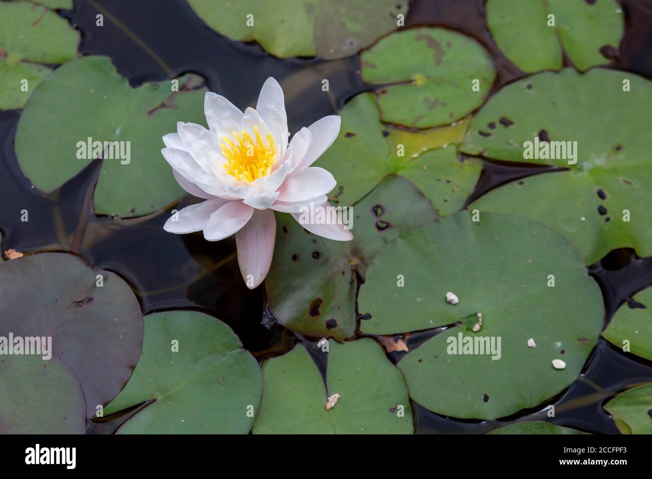 Pink water lily flower, lotus Stock Photo - Alamy