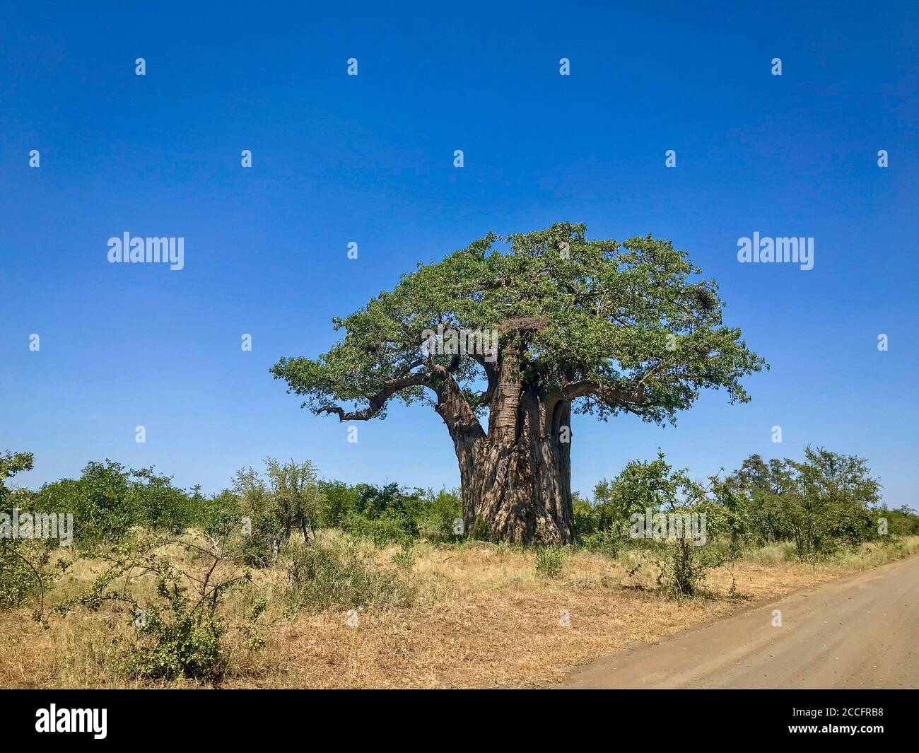 Beautiful baobab tree with green canopy full of leaves standing near a dirt road on a sunny day with blue skies in Kruger National Park in South Afric Stock Photo