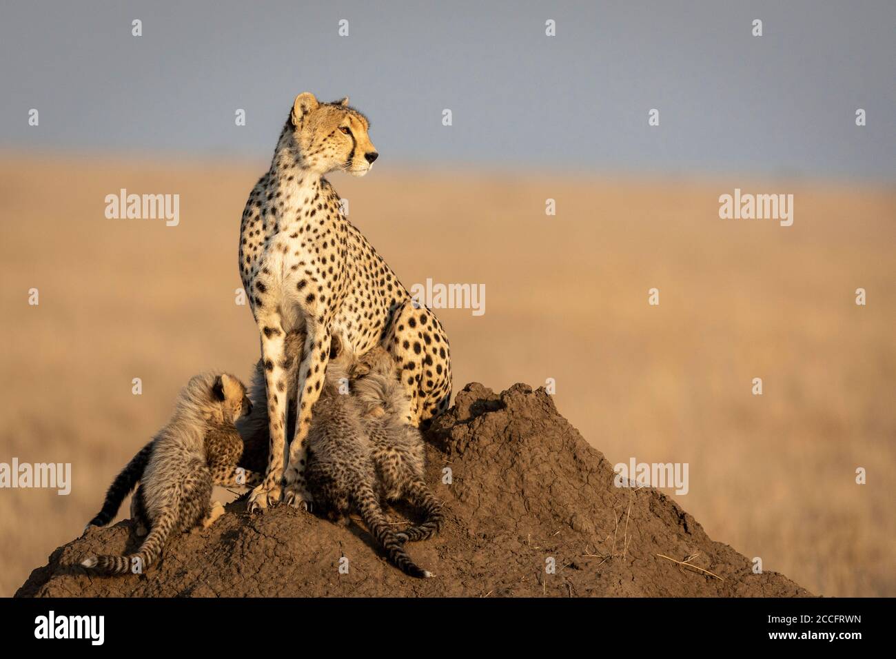 Cheetah mother and four cute cubs feeding while sitting on a big termite mound in golden afternoon sun in Serengeti Tanzania Stock Photo