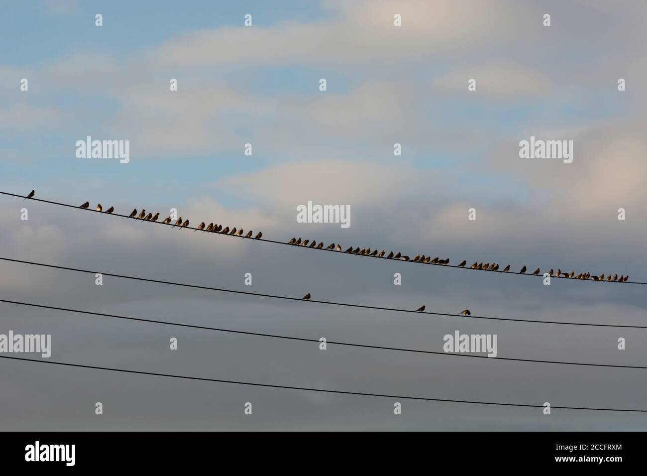 A large flock of Linnets (Linaria cannabina) on telephone wires, Warwickshire, England, UK Stock Photo