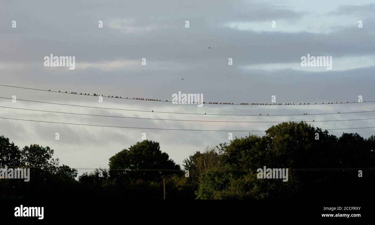 A large flock of Linnets (Linaria cannabina) on telephone wires, Warwickshire, England, UK Stock Photo
