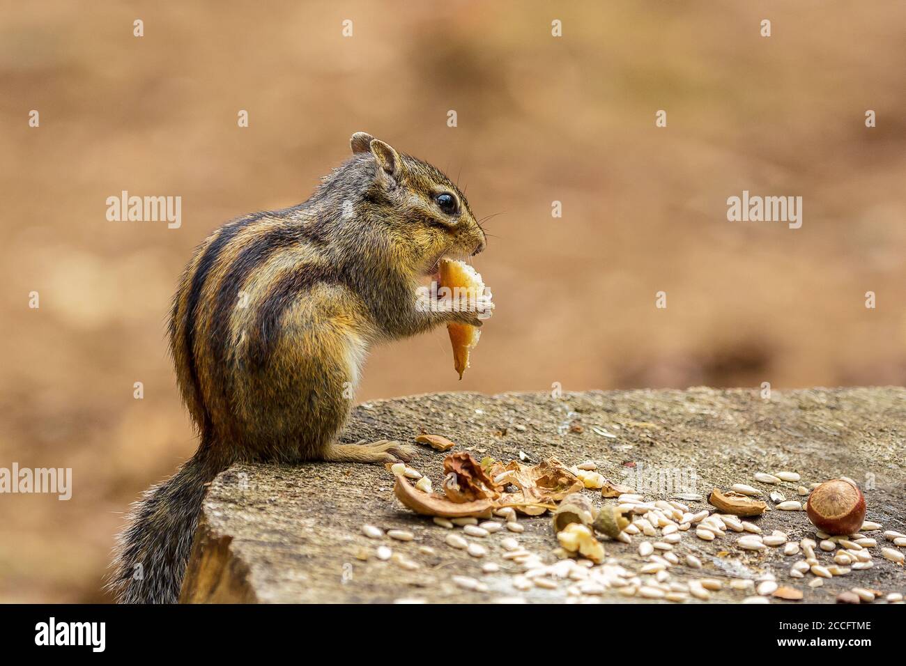 Siberian chipmunk or Common chipmunk (Eutamias sibiricus) in The Netherlands in the summer Stock Photo