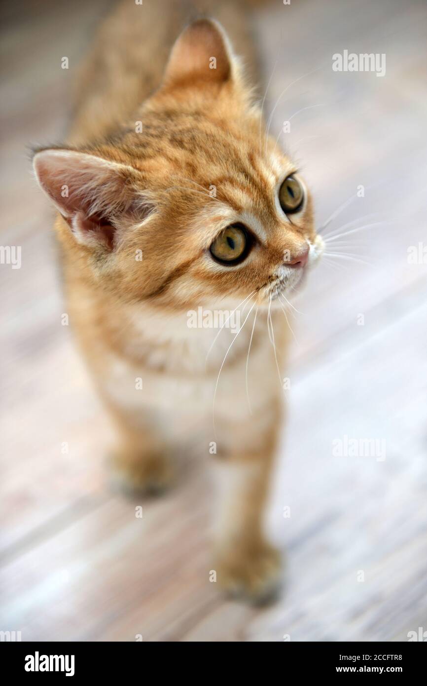 Little cute Scottish domestic kitten. Cat at home. Kitten. Cute red kitten. Animals or pets concept. Day in the Life Series. Aging Process Stock Photo