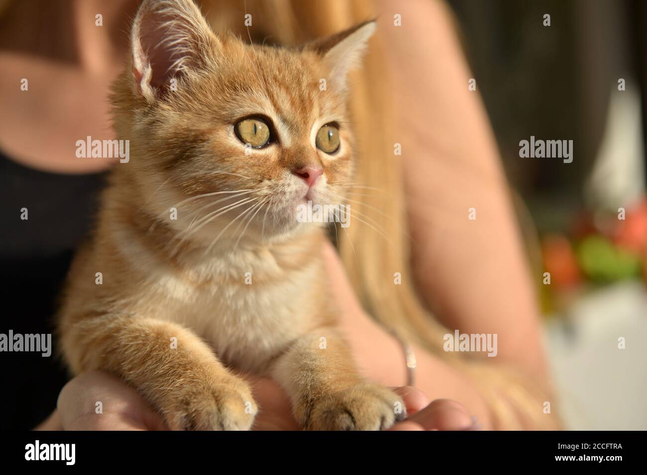 Little cute Scottish domestic kitten in girls hand. Cat and child at home. Kitten. Cute red kitten. Animals or pets concept. Day in the Life Series. Stock Photo