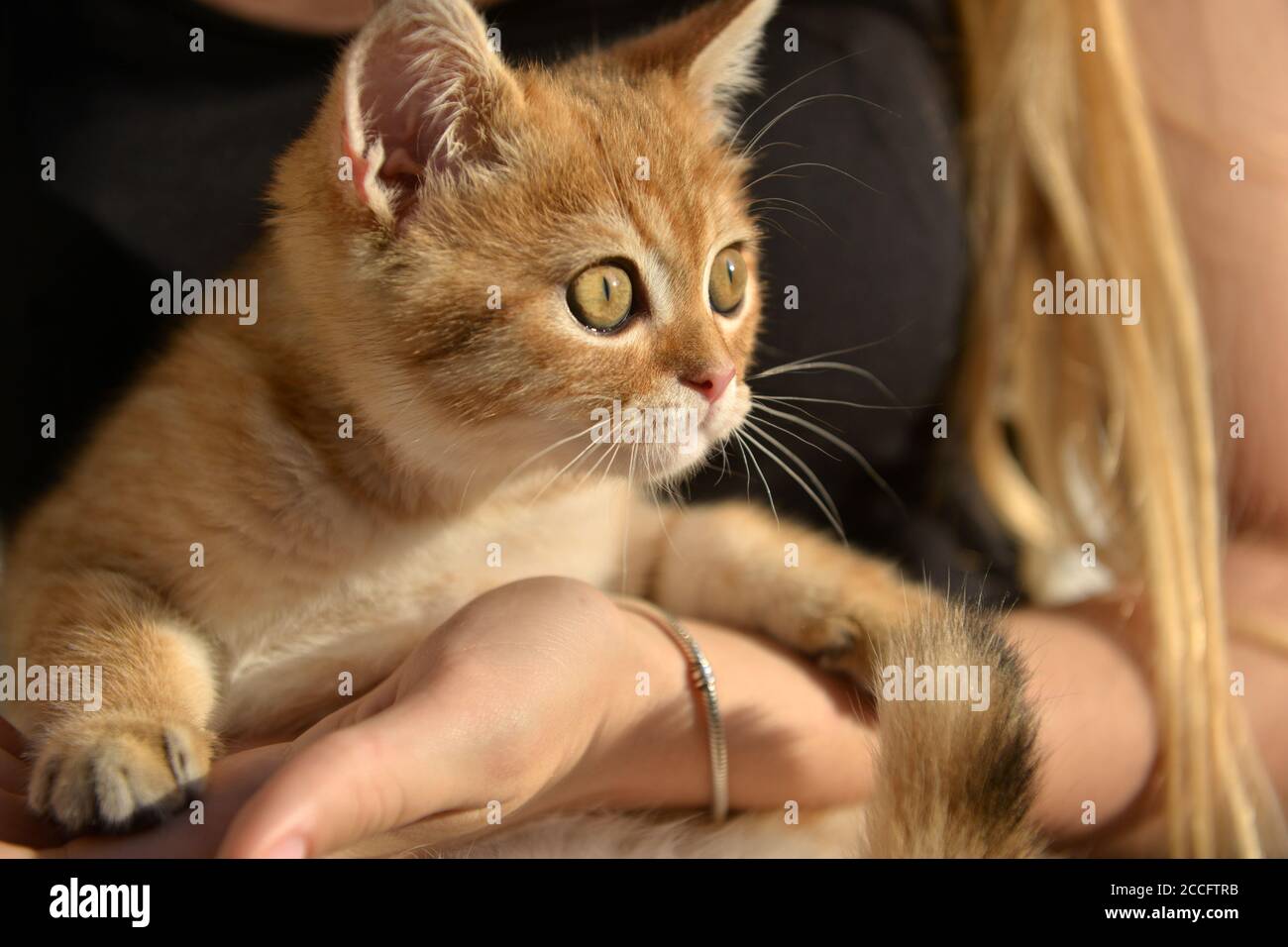 Little cute Scottish domestic kitten in girls hand. Cat and child at home. Kitten. Cute red kitten. Animals or pets concept. Day in the Life Series. Stock Photo