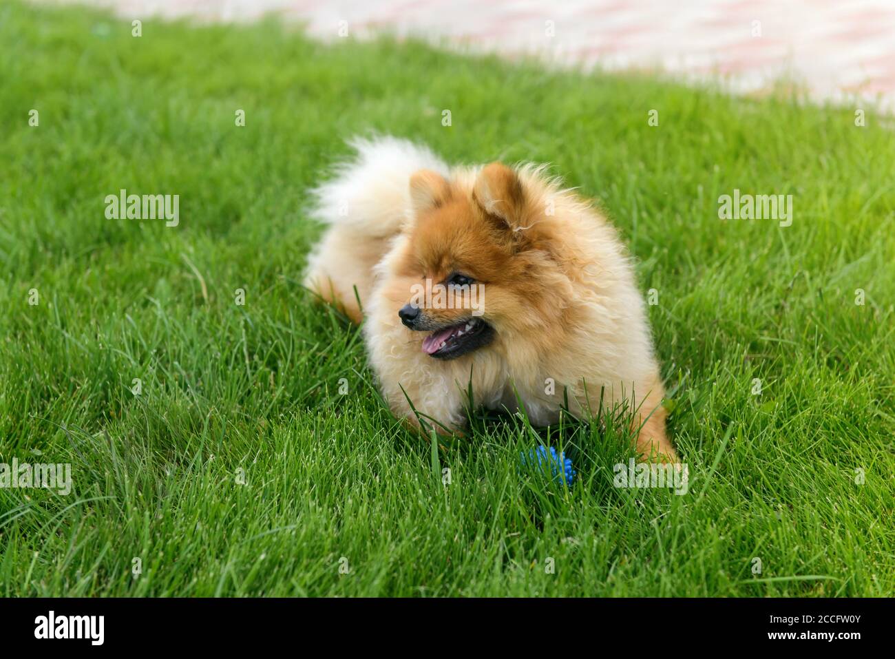 Pomeranian Spitz playing on the green lawn near the house. Pomeranian spitz. Cute spitz dogs Stock Photo