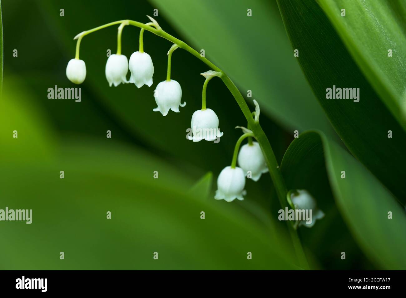 Lily of the valley closeup, natural