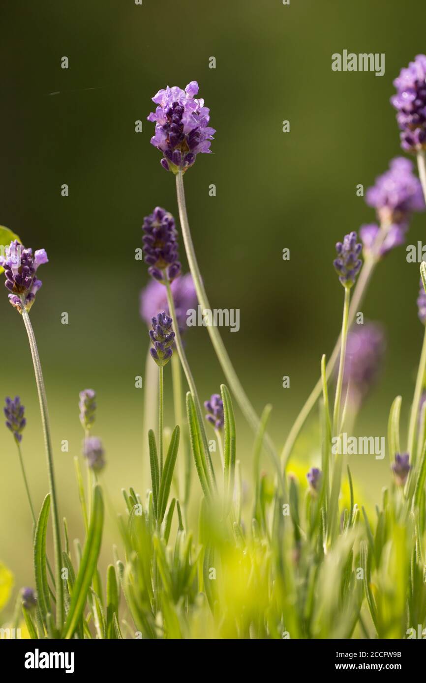 Lavender In Garden Dark Green Background Stock Photo Alamy