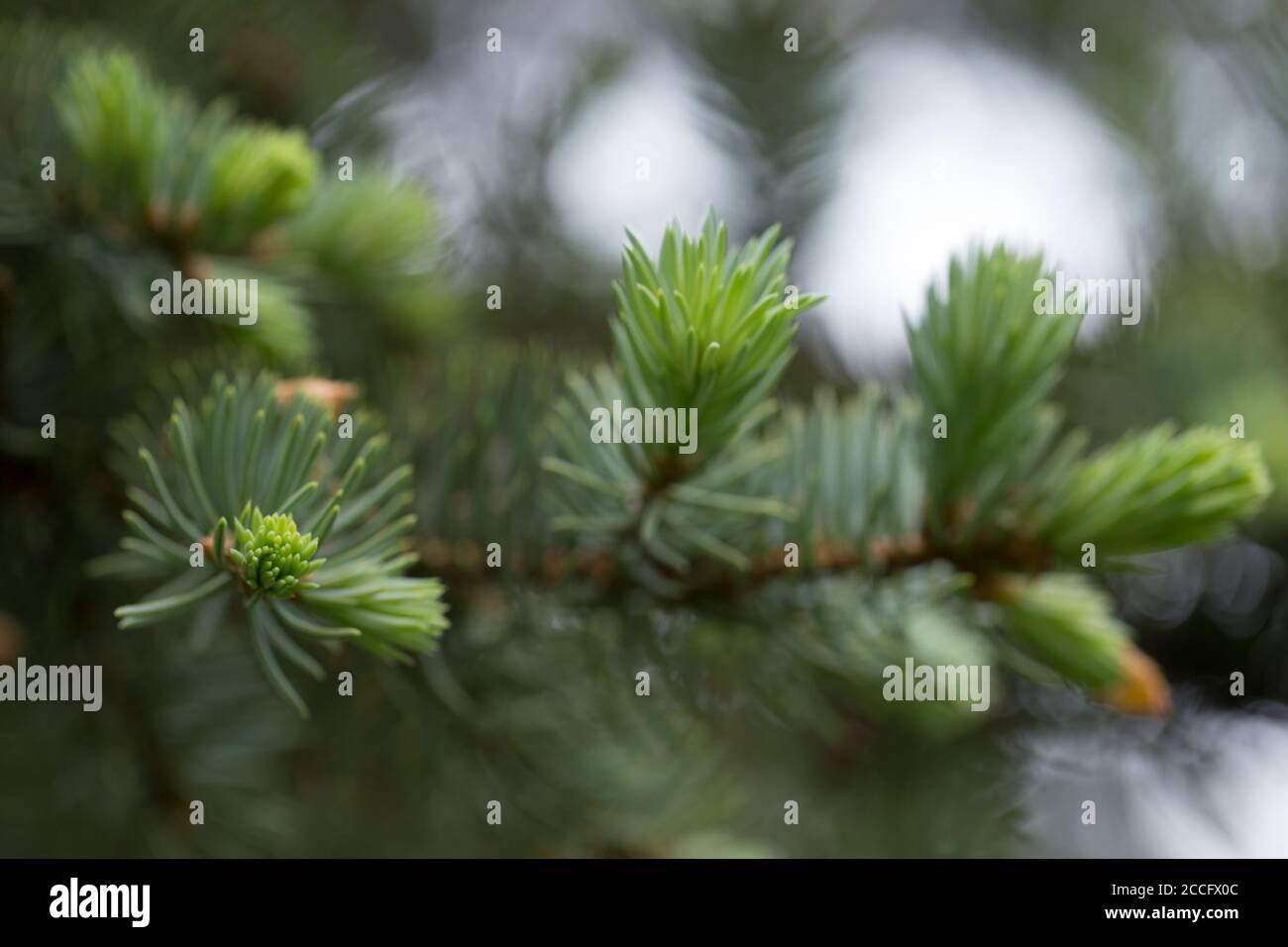 Spruce sprout close up hi-res stock photography and images - Alamy