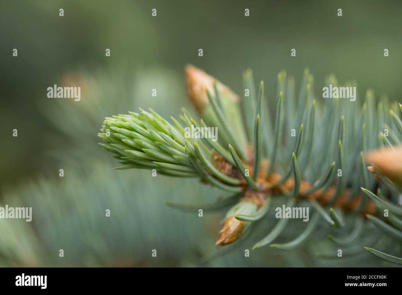 Spruce sprout hi-res stock photography and images - Alamy