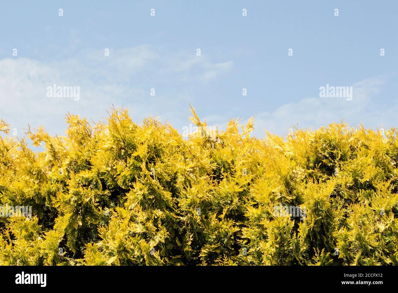 The hedge of fir trees Stock Photo Alamy