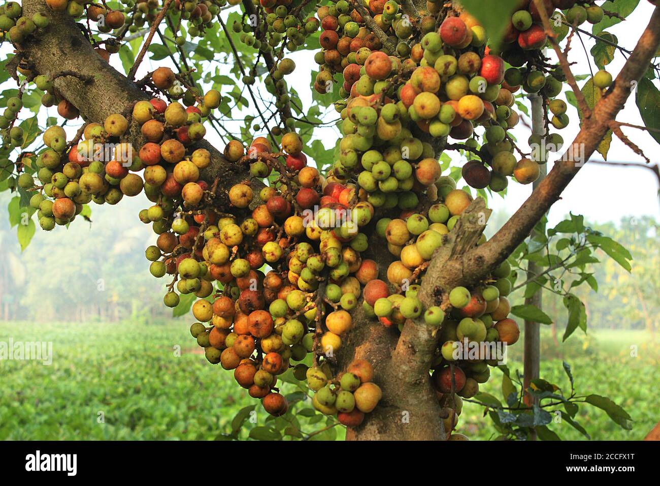 Common fig on a tree at Khulna, Bangladesh Stock Photo