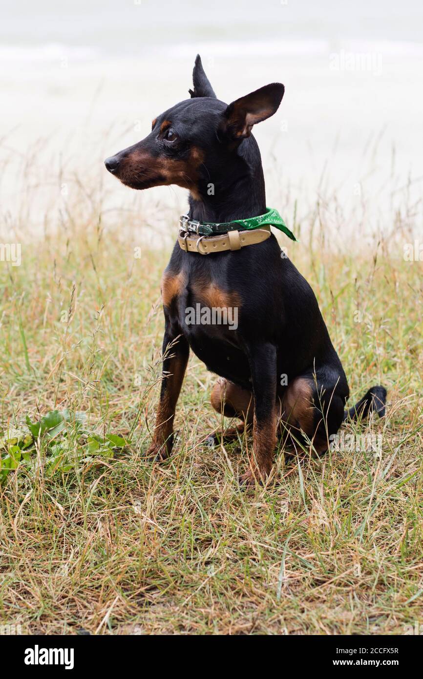 Portrait of a doberman pinscher puppy Stock Photo