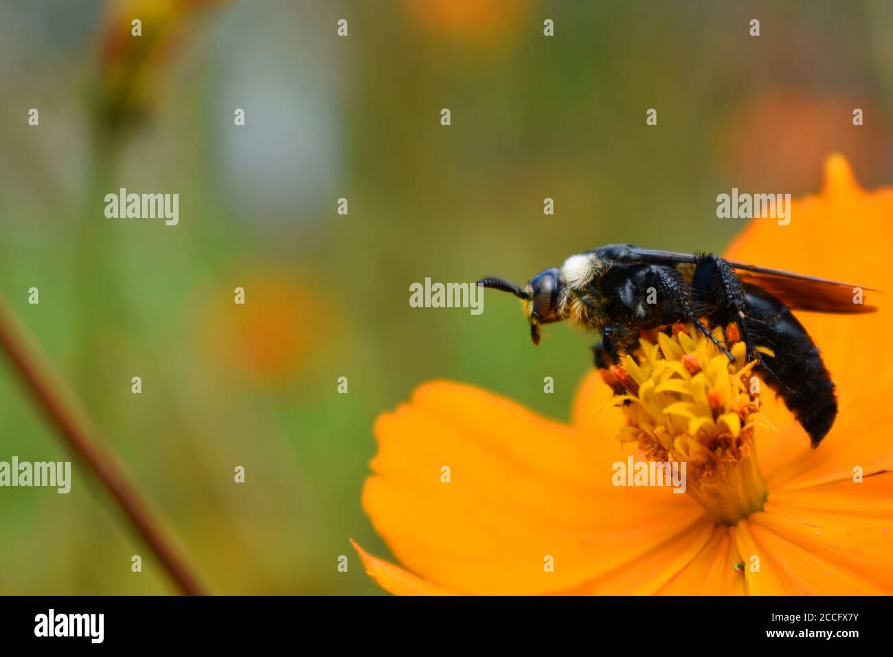 A mining bee perched on a cosmos flower. Stock Photo