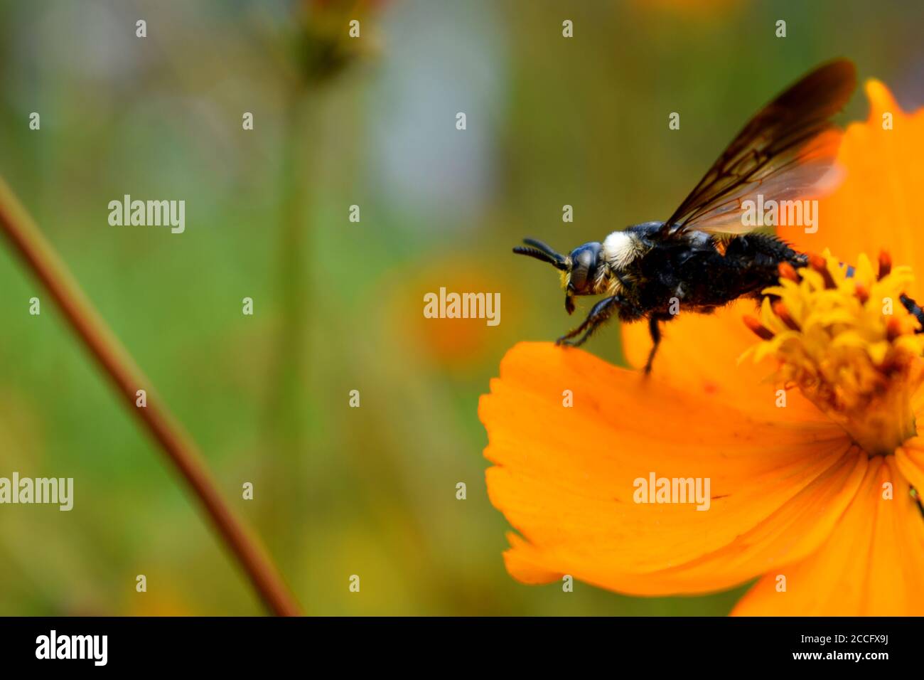 A mining bee perched on a cosmos flower. Stock Photo