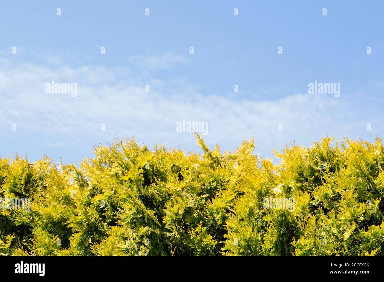 The hedge of fir trees Stock Photo Alamy