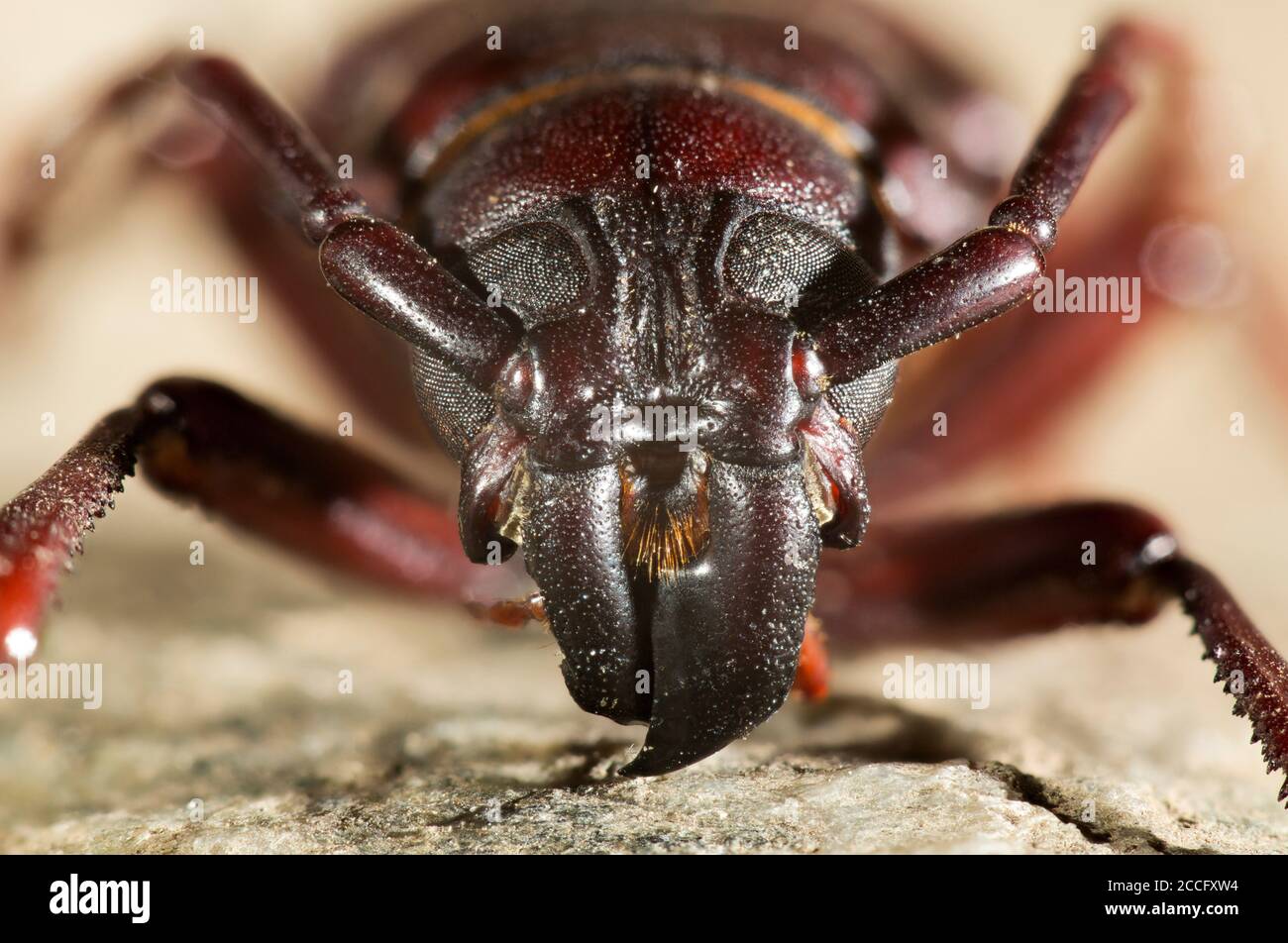 Hylotrupes bajulus (Old House Borer) is a species of beetles in the family long-horned beetles. Stock Photo
