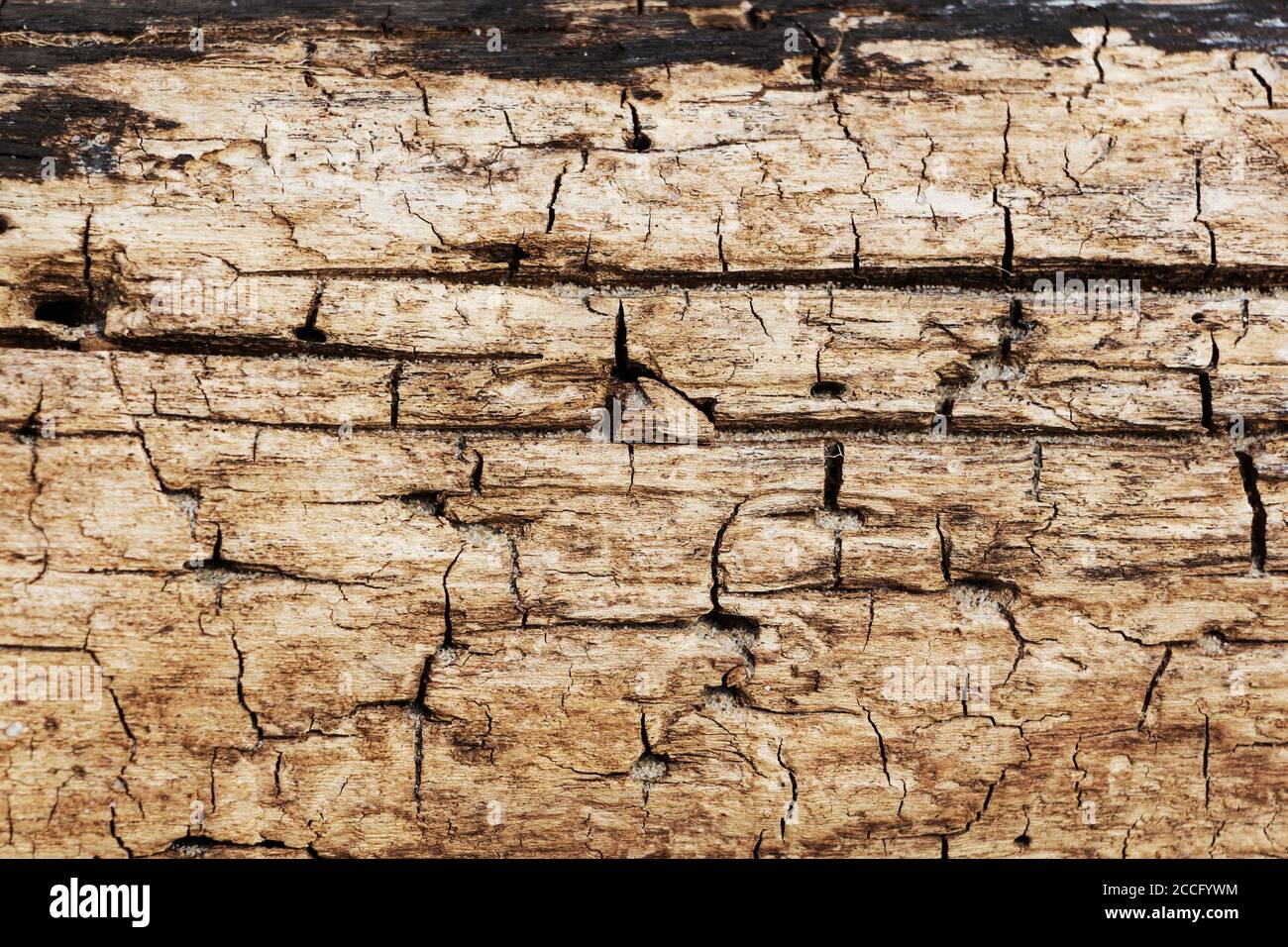 Rotten wood close-up and its rotten chips. The concept of the ...