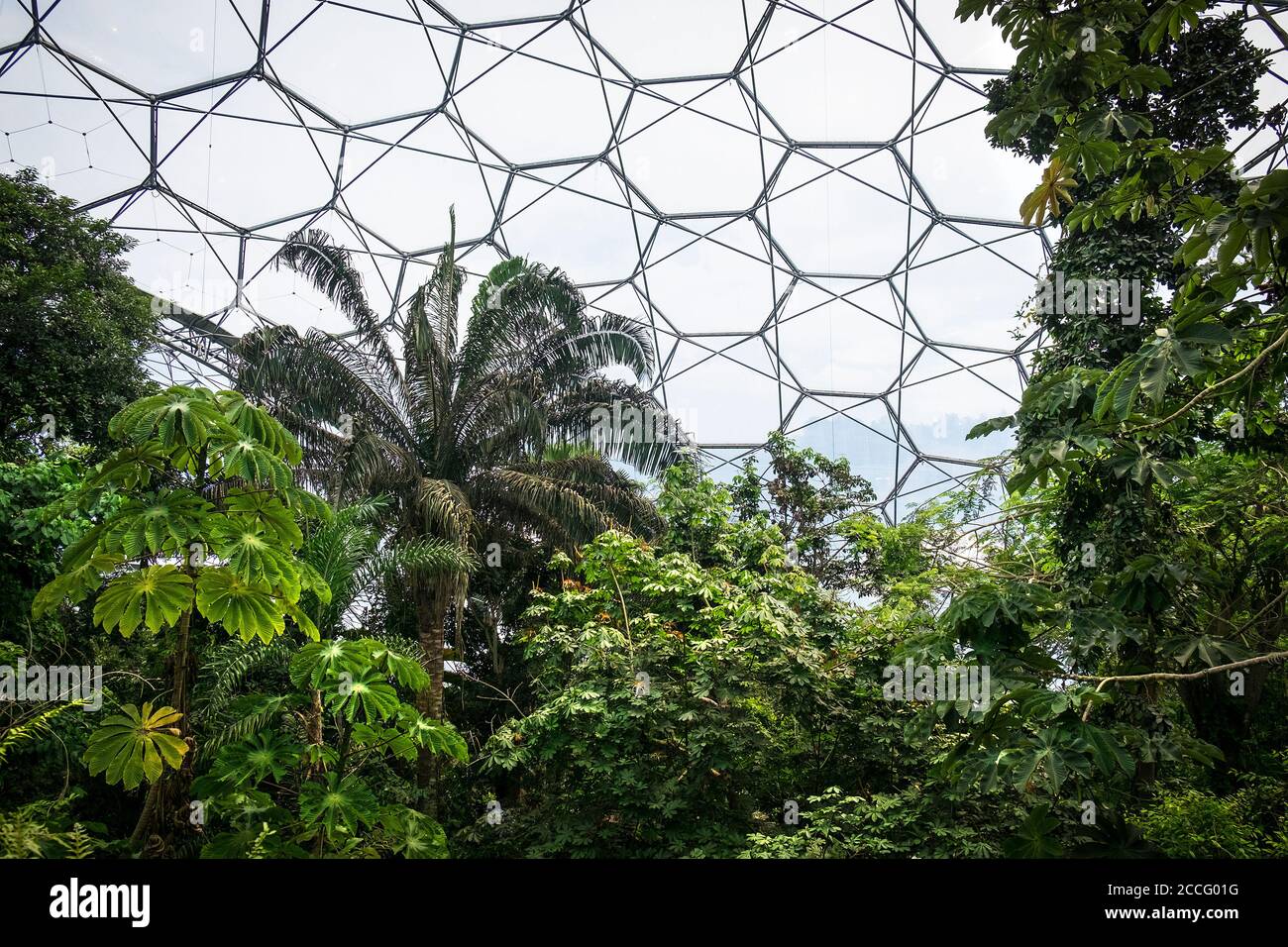 Sub tropical plants and trees inside the rainforest biome at the Eden project complex in Cornwall. Stock Photo