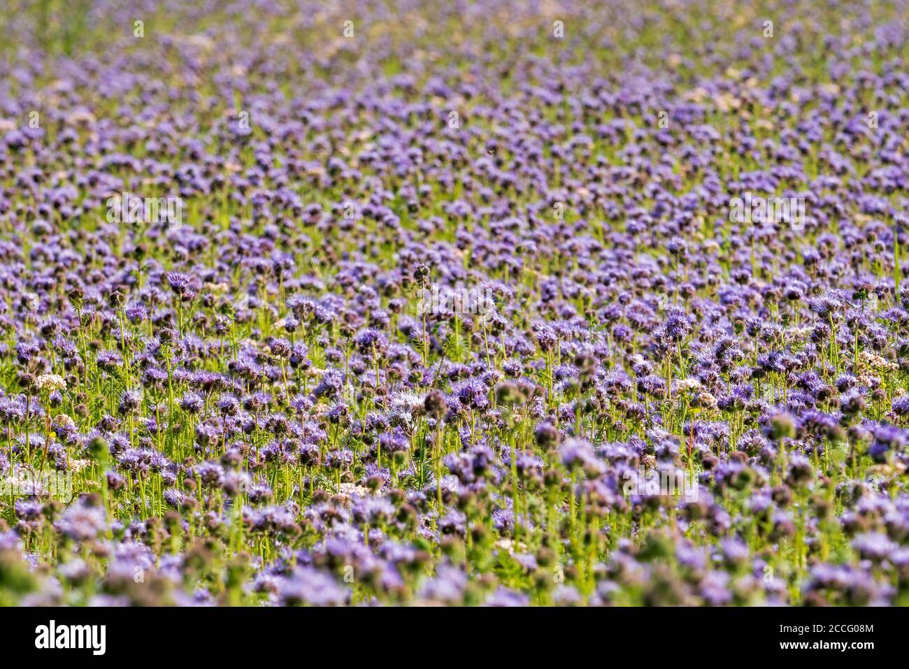 Purple Flowers Long Green Stems Stock Photo by ©sandipruel 233016818