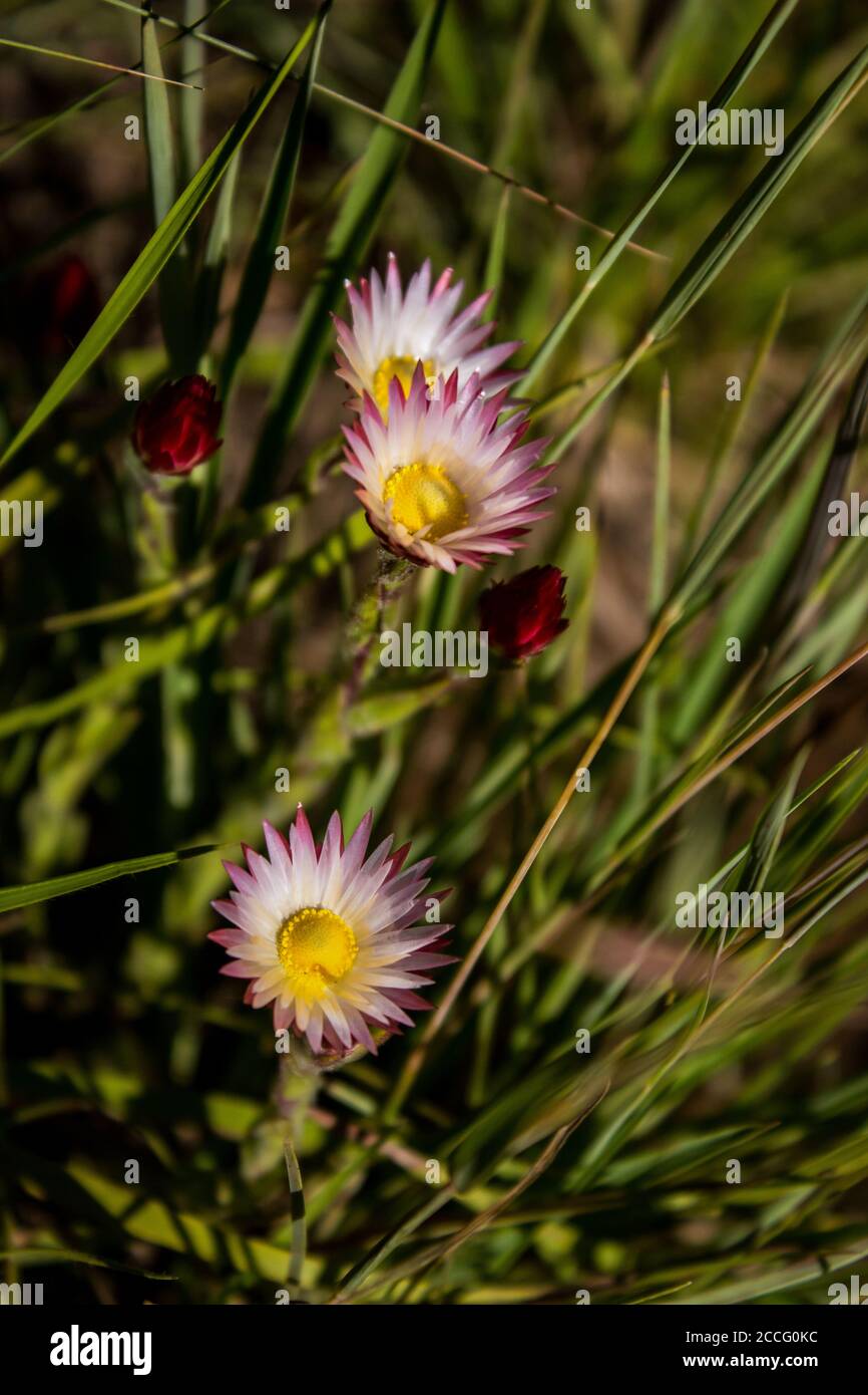 Three fragile rose-pink everlastings, Helichrysum Vernum, in the afroalpine grassland of the Drakensberg Mountains, South Africa Stock Photo