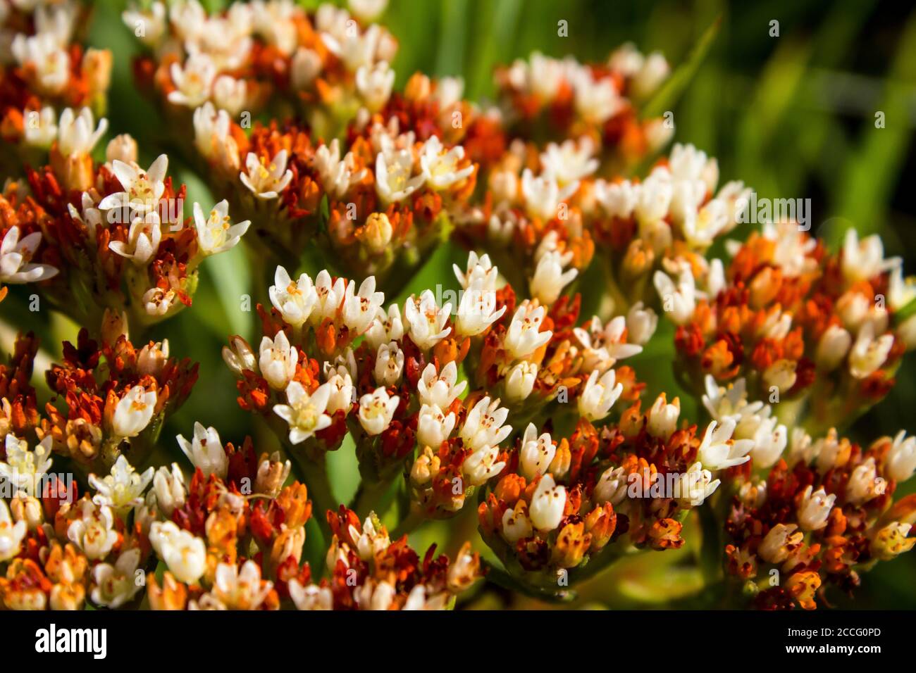Close-up of the flowers of the Bonsai Crassula, Crassula Sarcocaulis, at the end of the flowering season, photographed in the Drakensberg Mountains, S Stock Photo