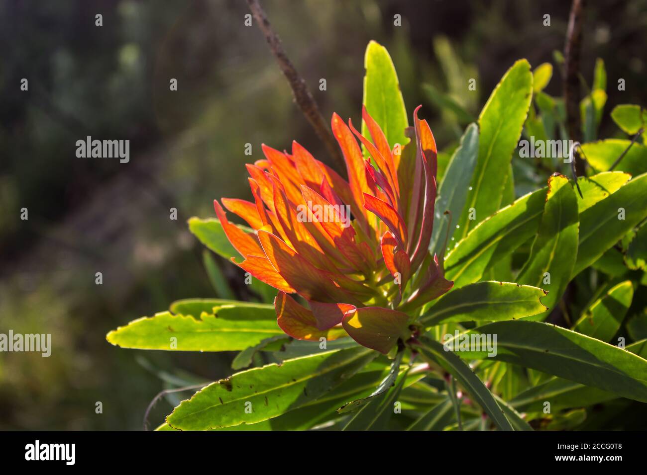 The red colored new leaves of the Common Sugar bush, Protea caffra, backlit by the late afternoon light Stock Photo