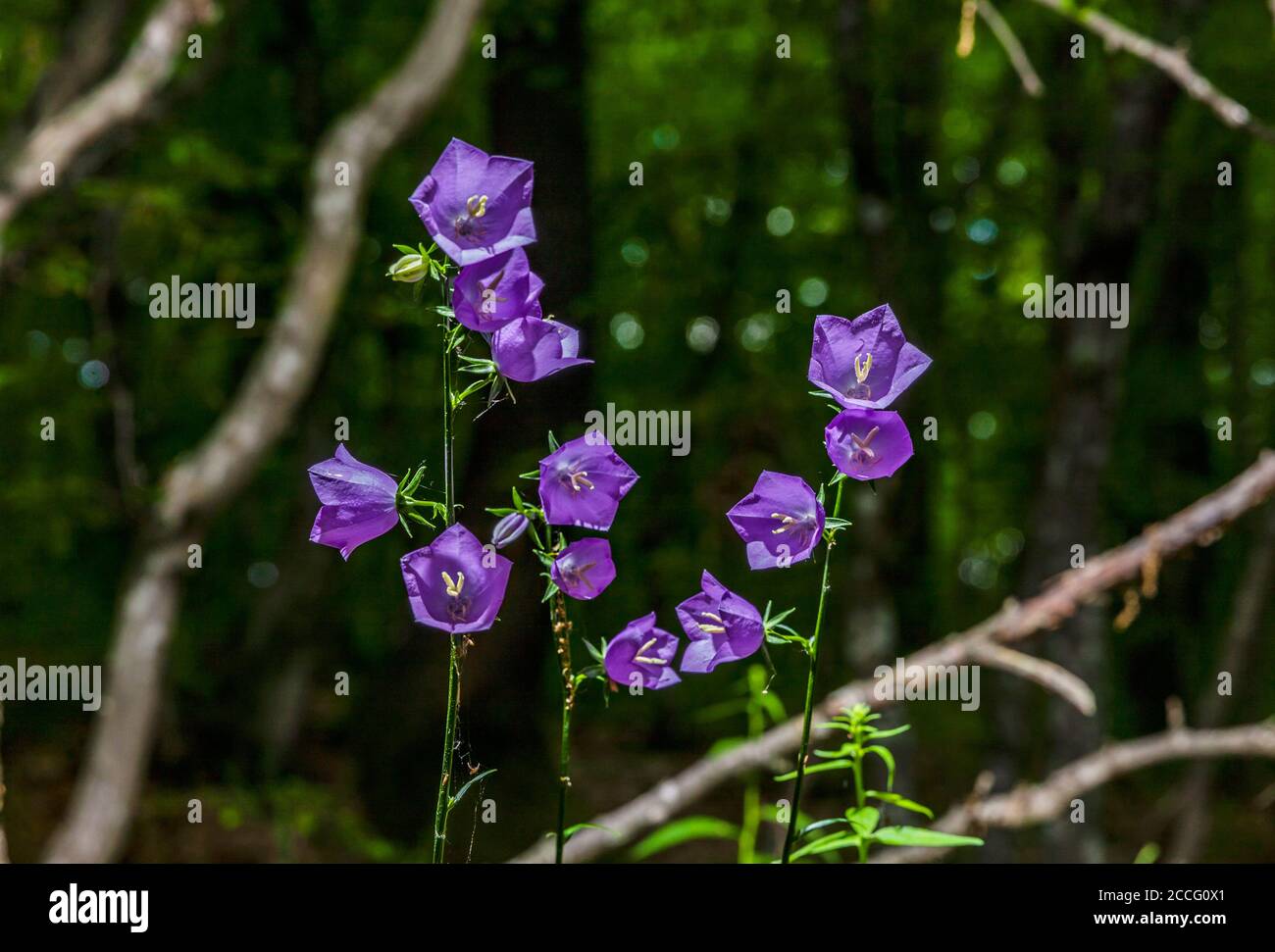 Blue bellflower - Campanula persicifolia Stock Photo