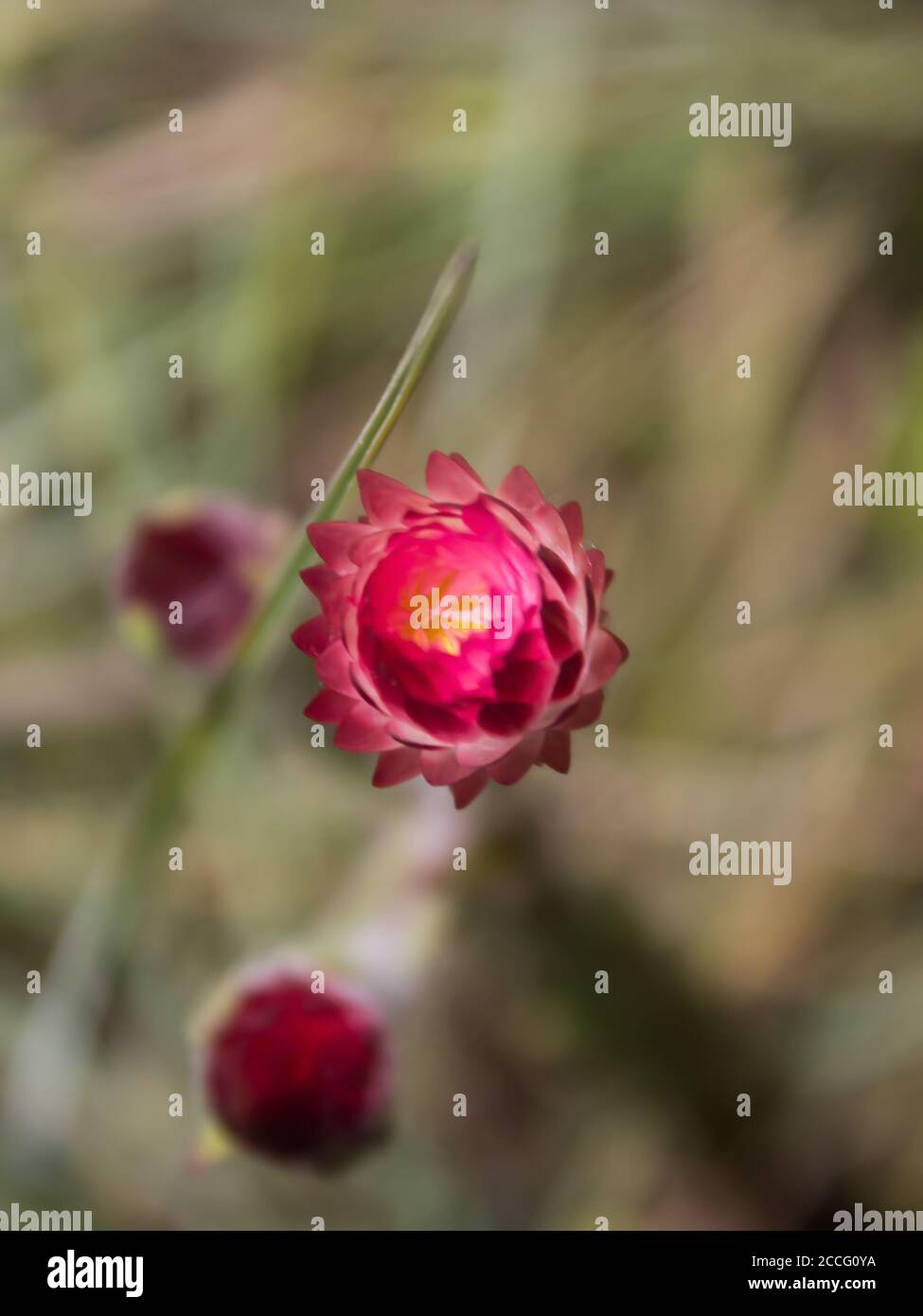 A Pink everlasting, helichrysum Adenocarpum, bud starting to open, with the background out of focus Stock Photo