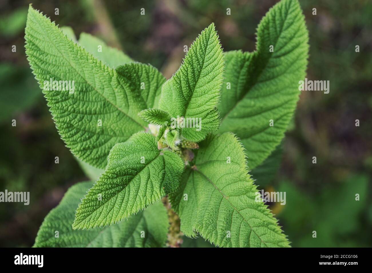 A close up of a stinging nettle -  Urtica dioica growing in the wild at Aberdare Ranges, Kenya Stock Photo